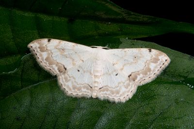 花邊灰岩尺蛾 Scopula propinquaria 雄蟲