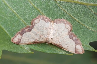 褐闊邊波姬尺蛾 Idaea sugillata 雌蟲