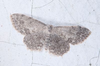灰小岩尺蛾 Scopula isomerica 雌蟲