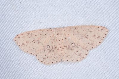 鋸紋褐姬尺蛾 Cyclophora intermixtaria intermixtaria 雌蟲