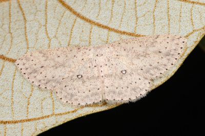 鋸紋褐姬尺蛾 Cyclophora intermixtaria intermixtaria 雌蟲