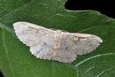 小眼斑褐姬尺蛾 Perixera illepidaria 雄蟲