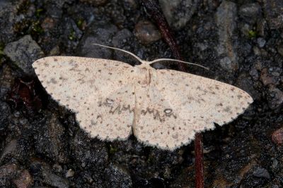 閃電姬尺蛾 Perixera decretaria 雄蟲