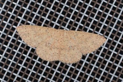 鋸紋褐姬尺蛾 Cyclophora intermixtaria intermixtaria 雄蟲