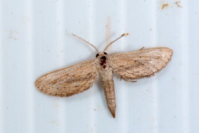 狹翅灰尺蛾 Zygophyxia relictata 雄蟲