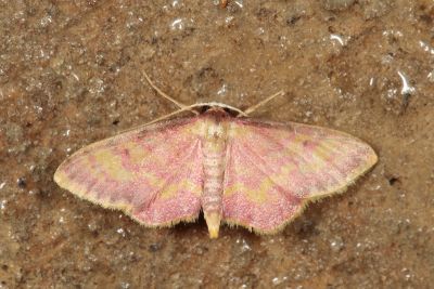 Idaea muricata 雄蟲