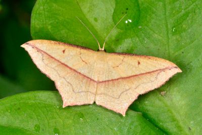 尖角線尺蛾 Timandra convectaria 雌蟲