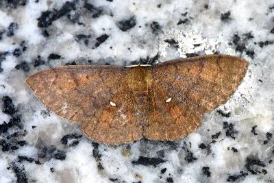 雙點褐姬尺蛾 Discoglypha hampsoni 雄蟲