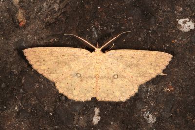 黃褐姬尺蛾 Cyclophora effeminata 雄蟲
