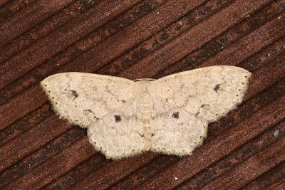 大斑紋岩尺蛾 Scopula punctatissima 雄蟲