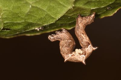 尖角線尺蛾 Timandra convectaria