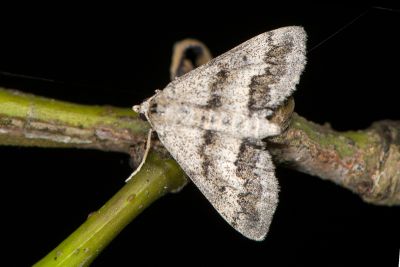 鋸波姬尺蛾 Antilycauges pinguis 雌蟲
