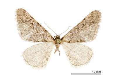 雙峰褐冬尺蛾 Agriopis dira 雄蟲