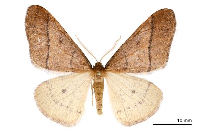 金黃冬尺蛾 Erannis golda 雄蟲
