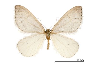 薄翅小冬尺蛾 Inurois fumosa 雄蟲