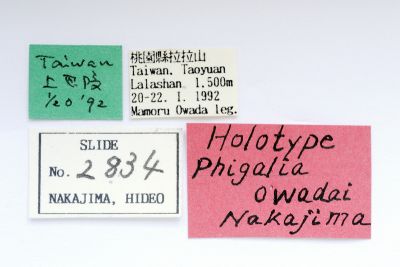 大和田扉冬尺蛾 Phigalia owadai