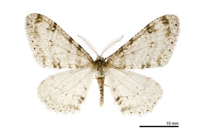 綠點扉冬尺蛾 Phigalia verecundaria 雄蟲