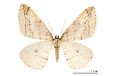 黃褐類扉尺蛾 Phigaliohybernia fulvinfula 雄蟲