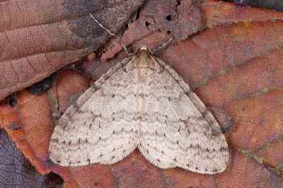 灰褐波冬尺蛾 Operophtera brunnea 雄蟲