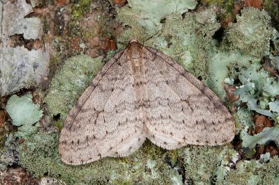 灰褐波冬尺蛾 Operophtera brunnea 雄蟲