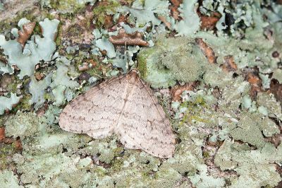 灰褐波冬尺蛾 Operophtera brunnea 雄蟲