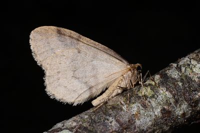 灰褐波冬尺蛾 Operophtera brunnea 雄蟲