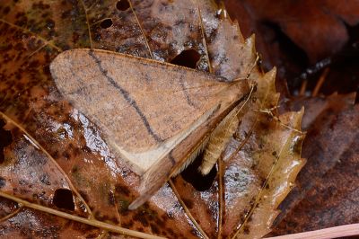 金黃冬尺蛾 Erannis golda 雄蟲