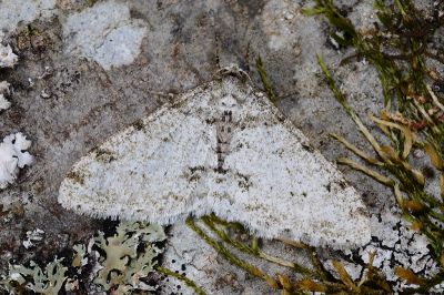 綠點扉冬尺蛾 Phigalia verecundaria 雄蟲