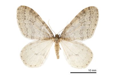 灰褐波冬尺蛾 Operophtera brunnea 雄蟲