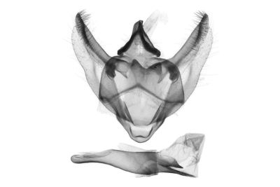 黃褐類扉尺蛾 Phigaliohybernia fulvinfula