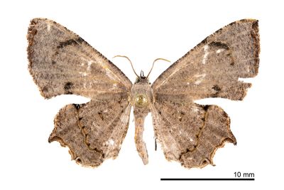 四點雙尾蛾 Dysaethria quadricaudata 雄蟲