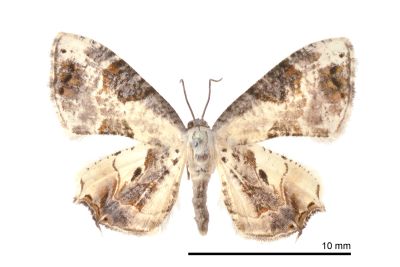黑斑雙尾蛾 Oroplema plagifera 雌蟲