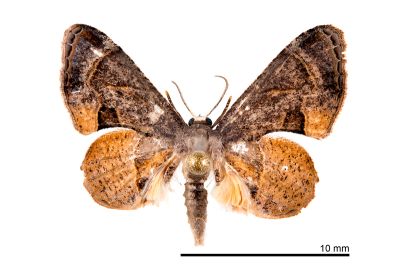 Phazaca theclata 雄蟲