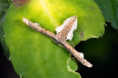 L紋雙尾蛾 Warreniplema fumicosta