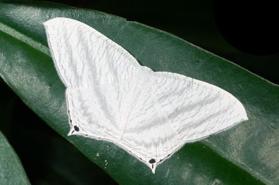 一點燕蛾 Micronia aculeata 雌蟲