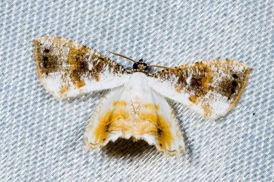 四點雙尾蛾 Europlema quadripunctata 雄蟲