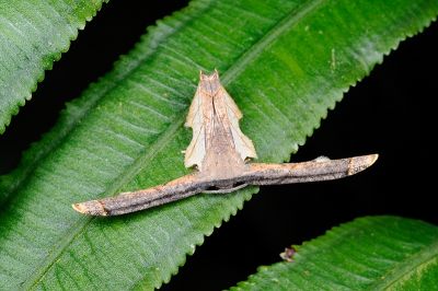 L紋雙尾蛾 Warreniplema fumicosta