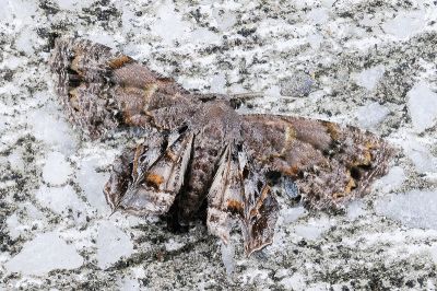 烏鴉雙尾蛾 Dysaethria scopocera formosibia 雄蟲
