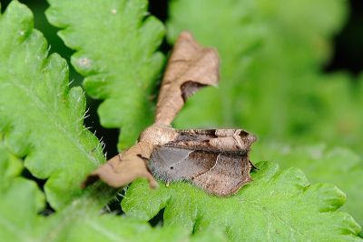 里港圓翅雙尾蛾 Phazaca alikangensis 性別不明