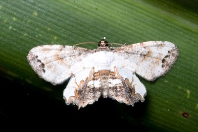 黃邊雙尾蛾 Europlema desistaria 雄蟲