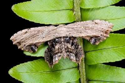Dysaethria erasaria