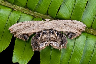 Dysaethria erasaria 雄蟲