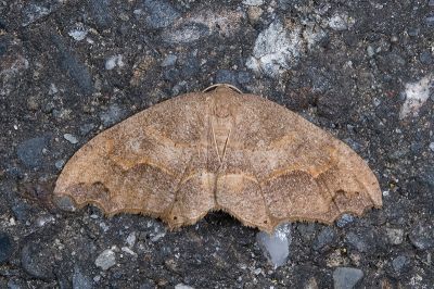 弧雙尾蛾 Epiplema arcuata 雌蟲