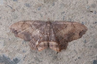 弧雙尾蛾 Epiplema arcuata 雄蟲