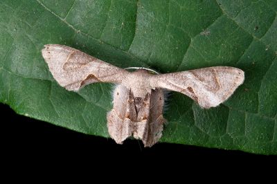 里港圓翅雙尾蛾 Phazaca alikangensis 雌蟲