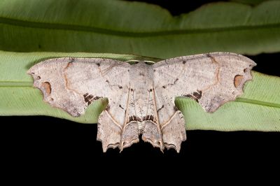 黃紋雙尾蛾 Dysaethria flavistriga 雄蟲