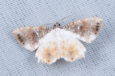 四點雙尾蛾 Europlema quadripunctata 雄蟲
