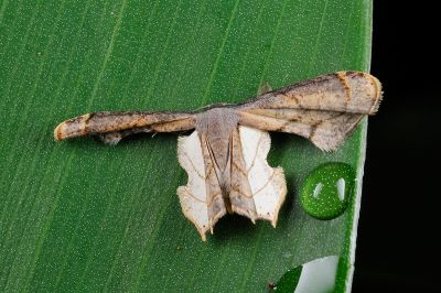 L紋雙尾蛾 Warreniplema fumicosta