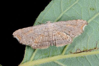 凹緣雙尾蛾 Chundana emarginata 雌蟲