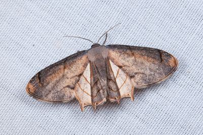 L紋雙尾蛾 Warreniplema fumicosta